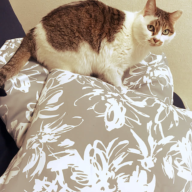 puripuriakoさんの実例写真