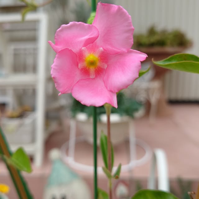 fleur-mamanさんの部屋
