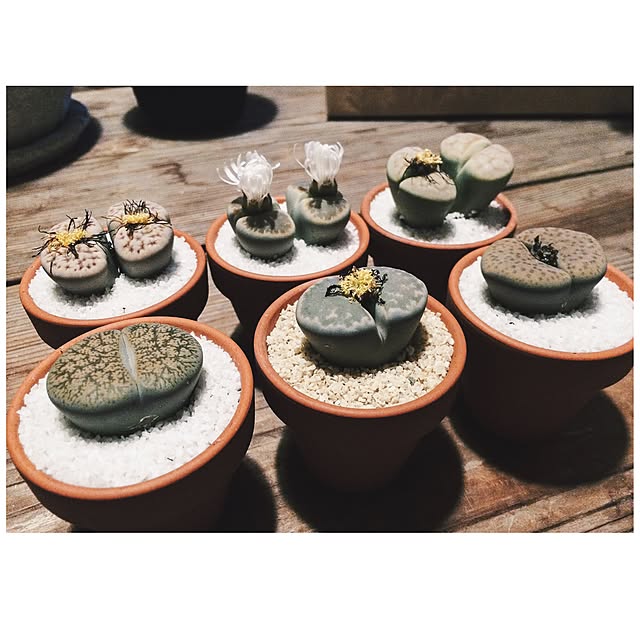 MMさんの実例写真