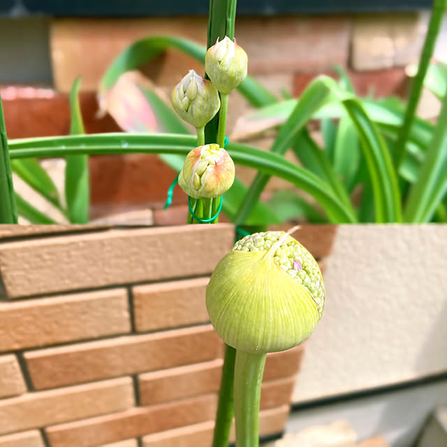 sunabaさんの実例写真