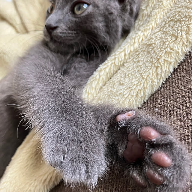 nekoさんの部屋