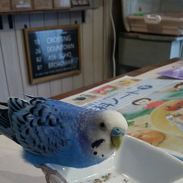 opiopiopiさんの実例写真