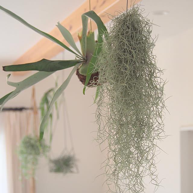 IG→eri_olympus/植物のある暮らし/観葉植物のある暮らし/リビングのインテリア実例 - 2019-12-29 20:31:33