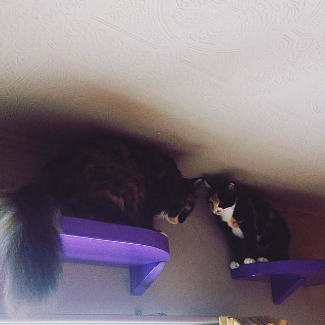 nekobusさんの実例写真