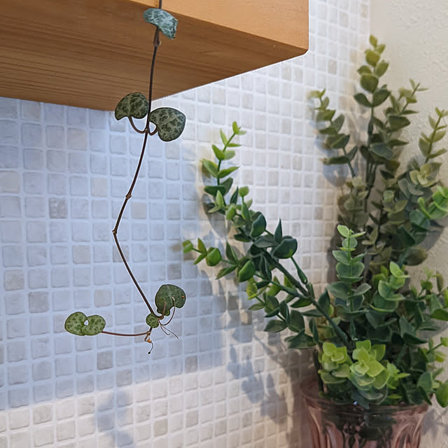 キッチン/ねこが好き/いいね&フォローありがとうございます☆/ねこと暮らす/観葉植物のある暮らし...などのインテリア実例 - 2022-04-11 22:12:52