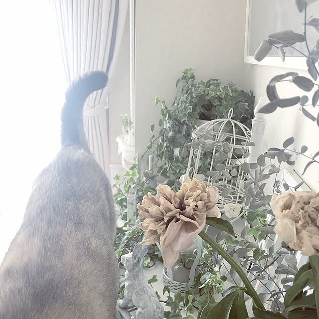 noelさんの実例写真