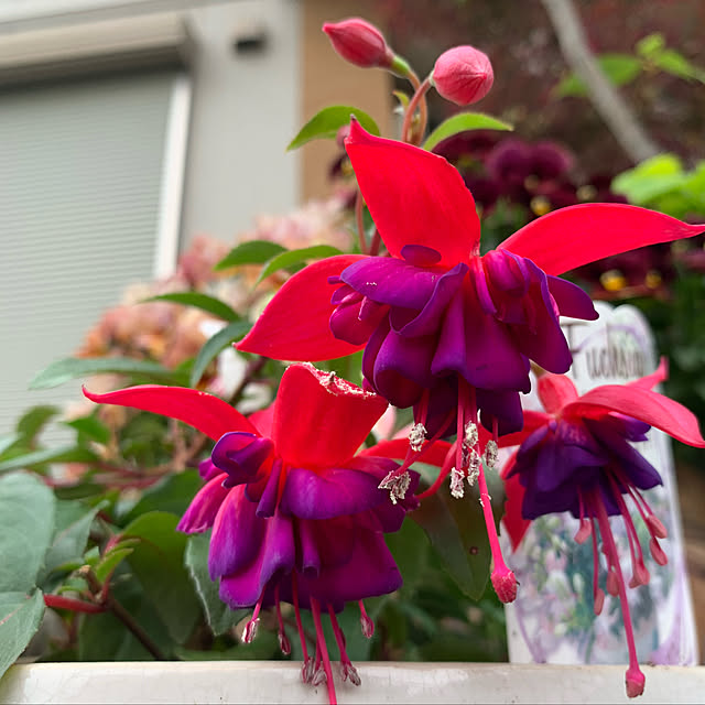 yukarin-gardenさんの実例写真
