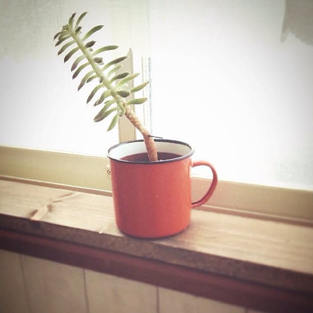 rookuさんの実例写真