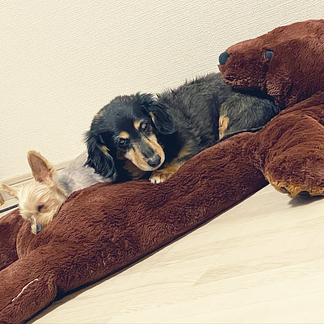 ohanaさんの実例写真