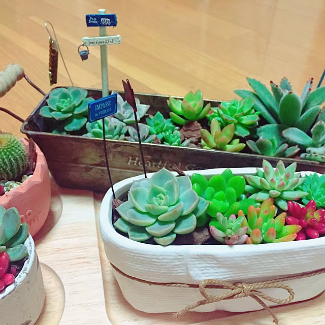 リビング/多肉植物/寄せ植えのインテリア実例 - 2015-12-22 00:50:30