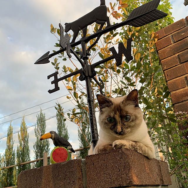 miyaさんの実例写真