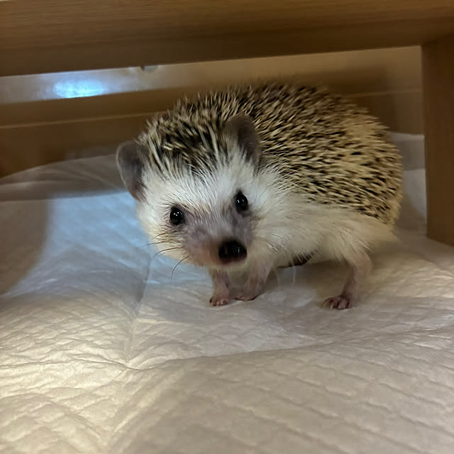 harinezuさんの部屋