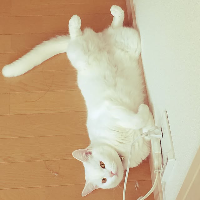 maさんの実例写真