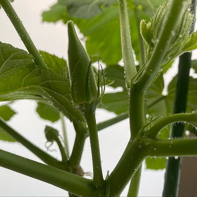 はなのある暮らし/観葉植物のある暮らし/グリーン/野菜/ベビーリーフ...などのインテリア実例 - 2022-07-09 10:30:23