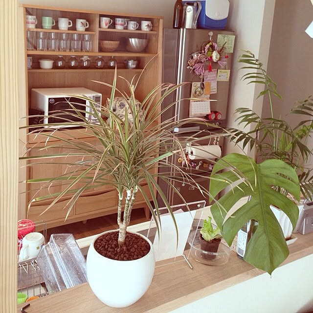 キッチン/植物/食器のインテリア実例 - 2013-03-21 17:28:03
