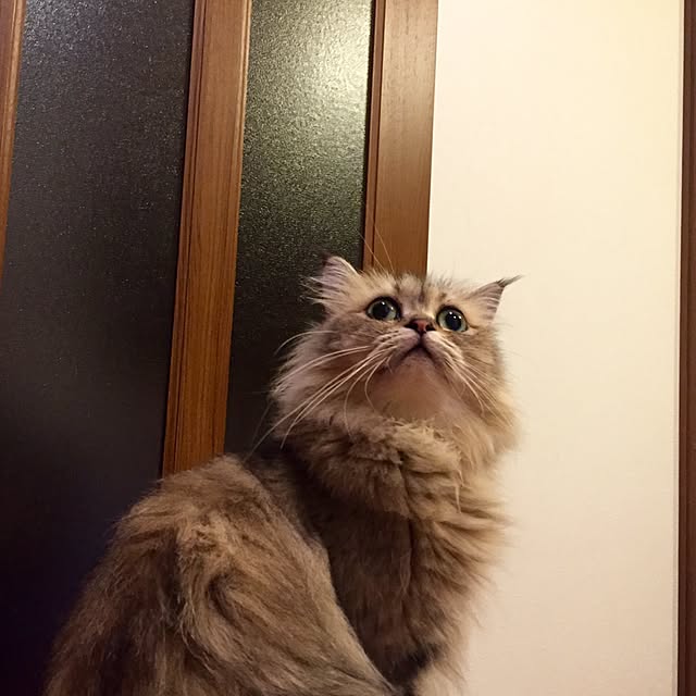 butachanさんの実例写真