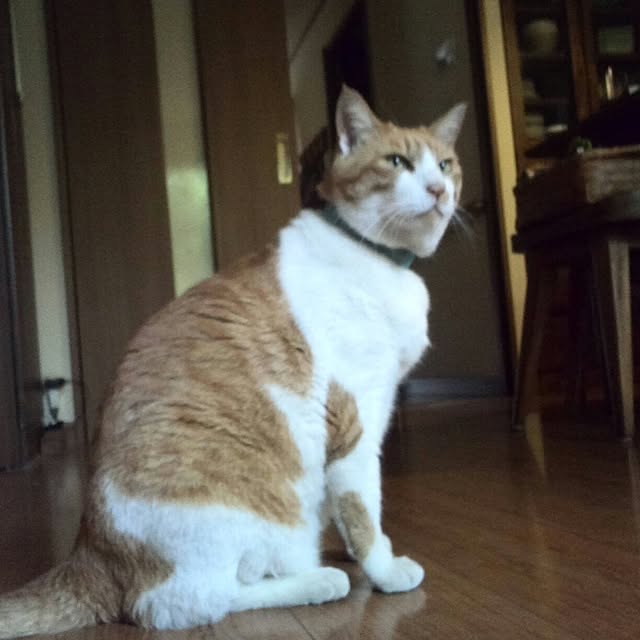ayuさんの実例写真