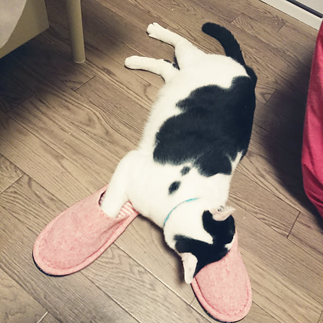 asuminさんの実例写真