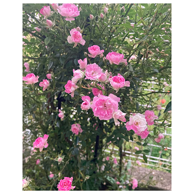CoCo0617さんの部屋
