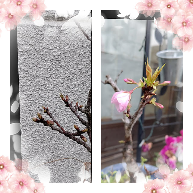 yumirinさんの実例写真