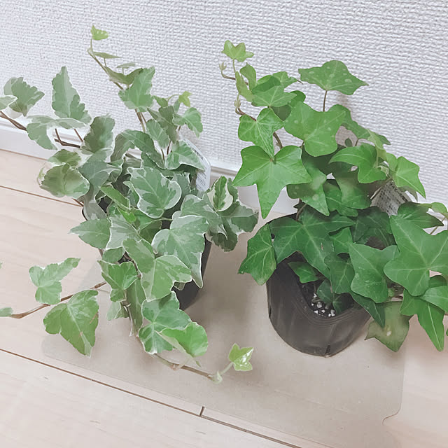 mayu_mさんの実例写真