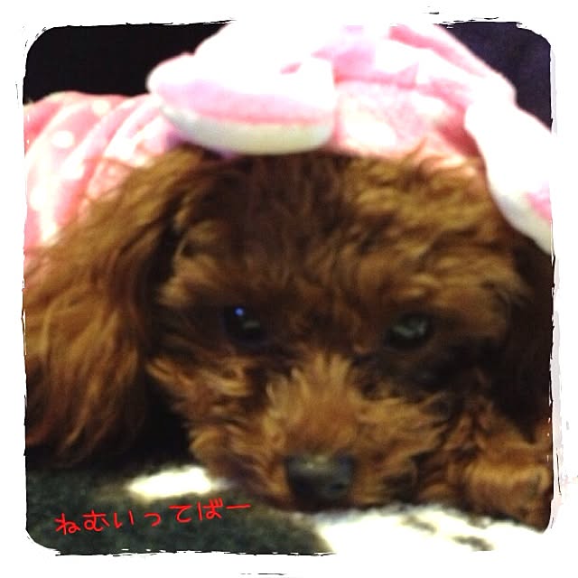 cocoさんの実例写真