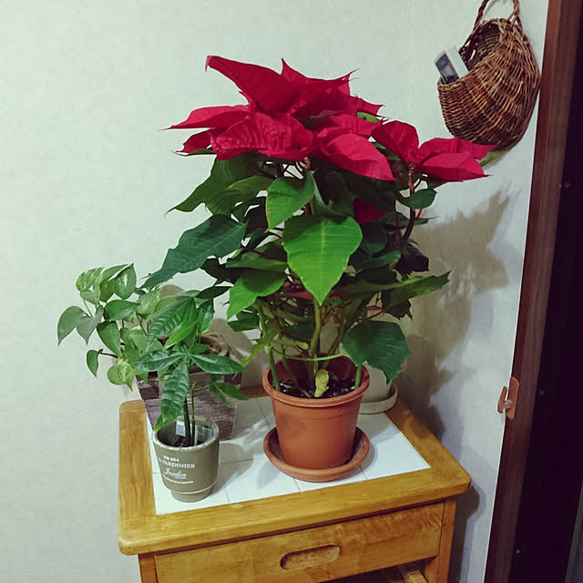 棚/観葉植物のある部屋のインテリア実例 - 2018-12-04 19:56:53