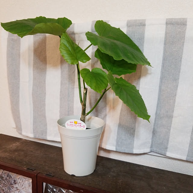 korokoroさんの実例写真