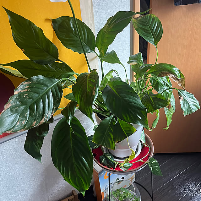 zacさんの部屋