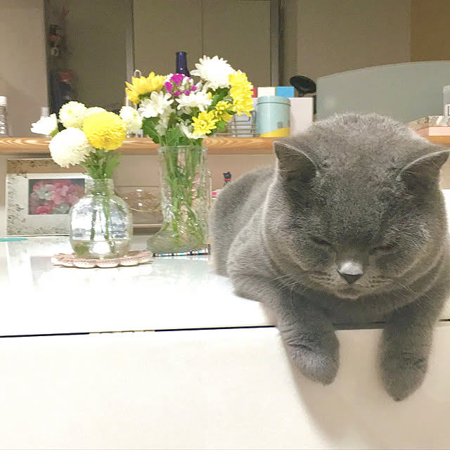 kittyさんの実例写真