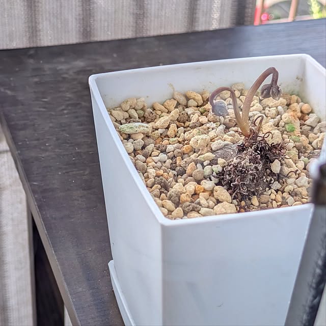 mi-saさんの部屋