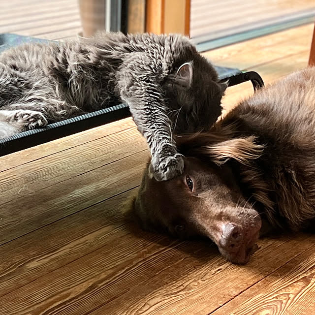 Kikko.さんの部屋