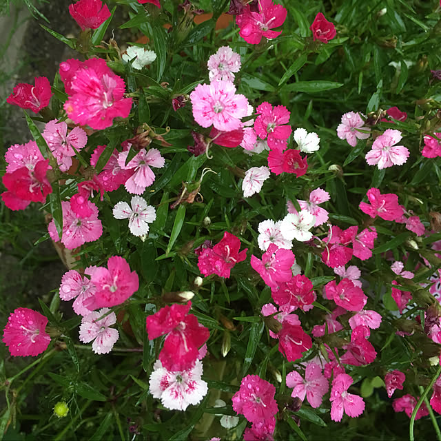 Ryokoさんの実例写真