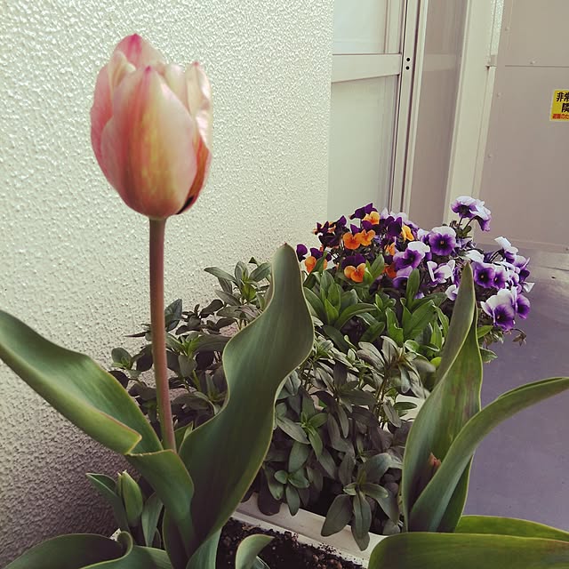 sun823さんの実例写真