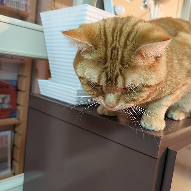mysknokさんの実例写真