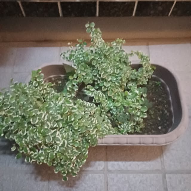 tuushiさんの実例写真