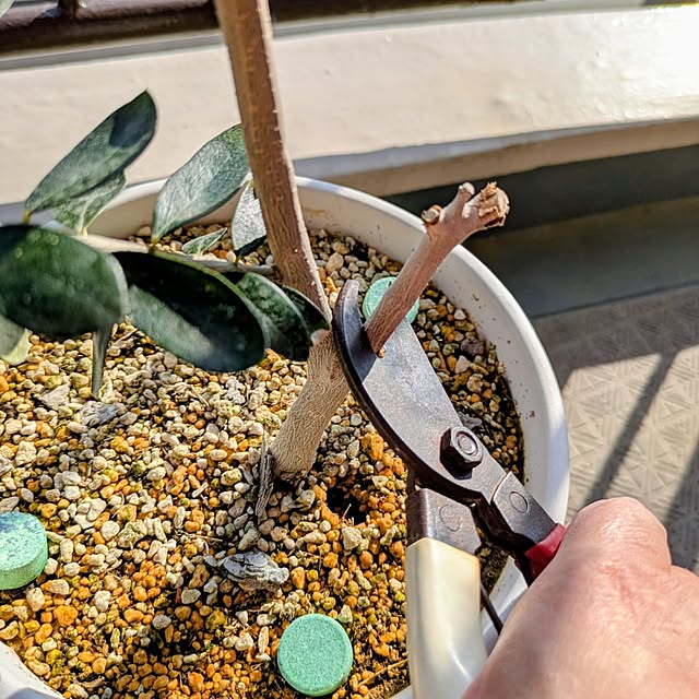 mi-saさんの部屋