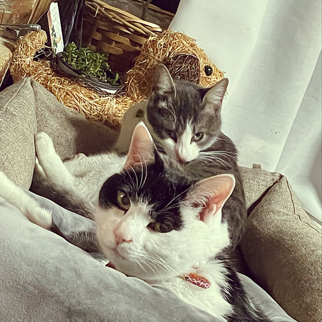 nekosamaさんの実例写真