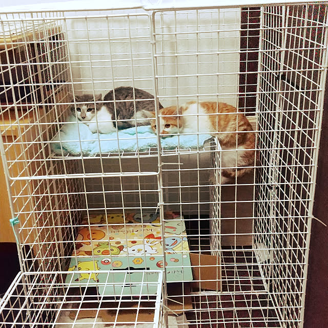Mikaさんの実例写真