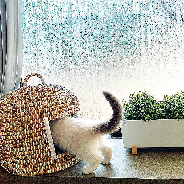 Micccaさんの実例写真