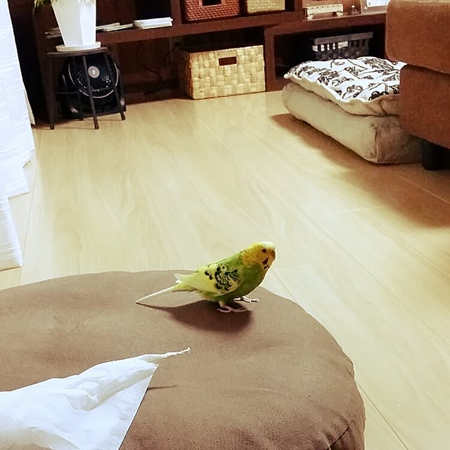 ponchanさんの実例写真