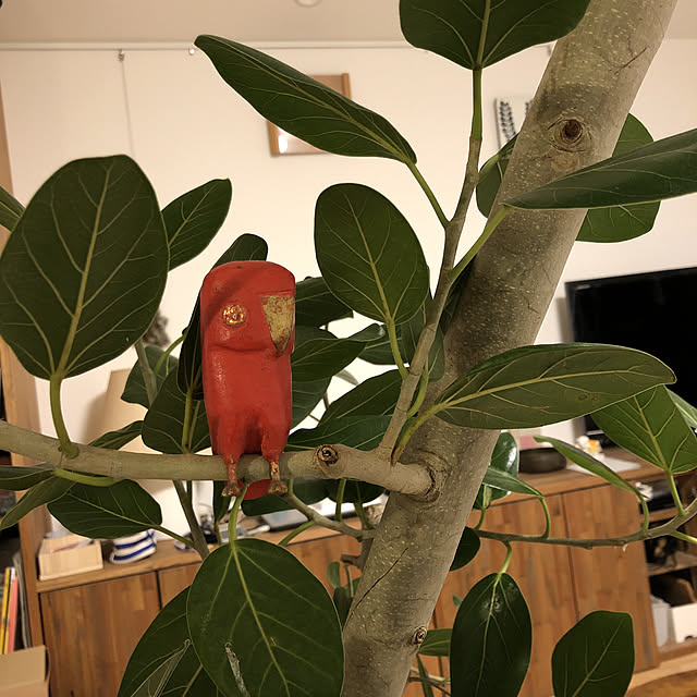 hatsugaさんの実例写真