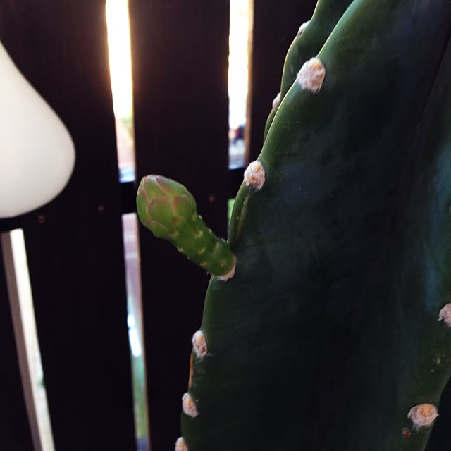 komachangさんの実例写真
