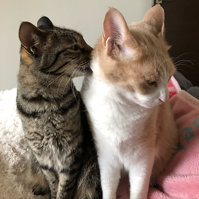 Fumiさんの実例写真
