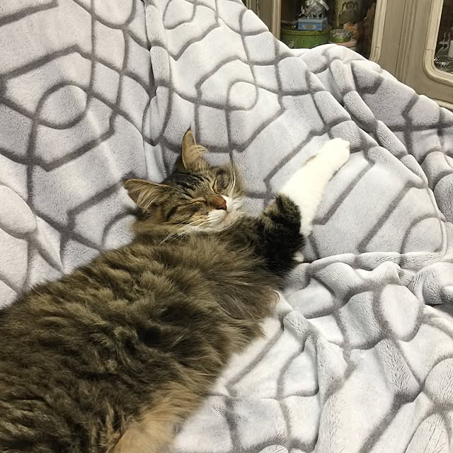 yuchiさんの実例写真