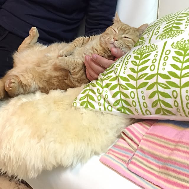 m.kantoh18_mikkoさんの実例写真