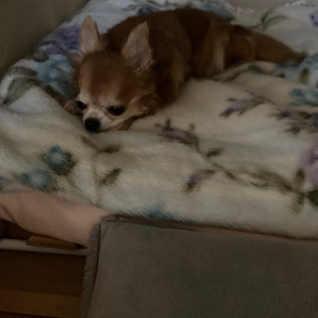 koroさんの部屋