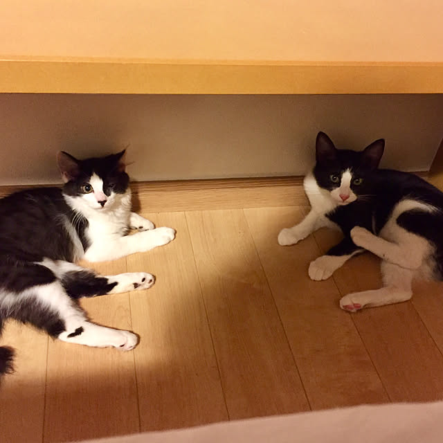 butachanさんの実例写真