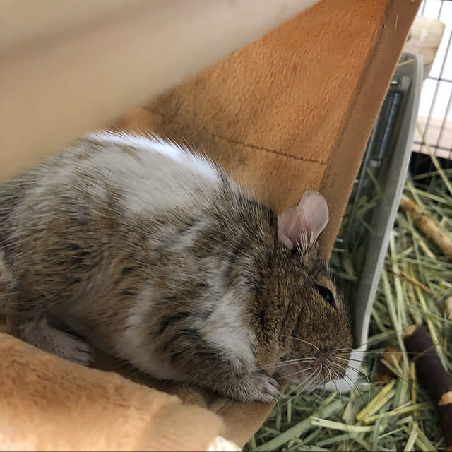 chirorinさんの実例写真