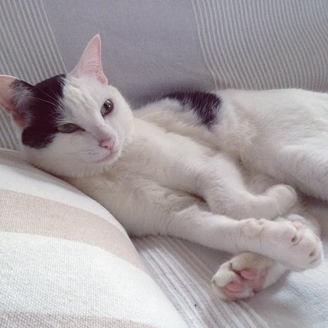 chiさんの実例写真